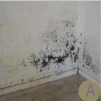 Mold and Mildew Damage Mold and Mildew Damage